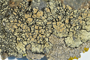  ( - O-L-184441)  @11 [ ] CreativeCommons - Attribution Non-Commercial (2013) Einar Timdal Natural History Museum, University of Oslo, Norway