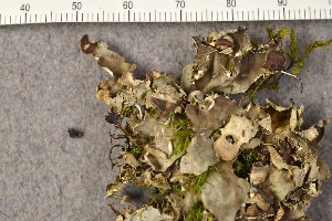  (Peltigera scabrosella - O-L-184740)  @11 [ ] CreativeCommons - Attribution Non-Commercial (2015) Trude Magnussen Natural History Museum, University of Oslo, Norway