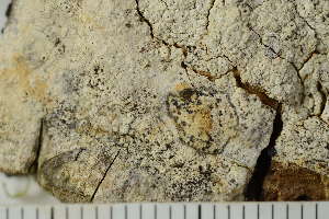  ( - O-L-186112)  @11 [ ] by-nc (2020) Einar Timdal Natural History Museum, University of Oslo, Norway