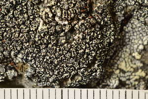 ( - O-L-190132)  @11 [ ] CreativeCommons - Attribution Non-Commercial (2019) Einar Timdal University of Oslo, Natural History Museum