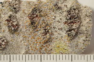  (Athallia - O-L-194157)  @11 [ ] CreativeCommons - Attribution Non-Commercial (2019) Gunnhild Marthinsen University of Oslo, Natural History Museum