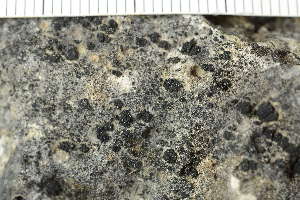  ( - O-L-194257)  @11 [ ] by-nc (2020) Einar Timdal Natural History Museum, University of Oslo, Norway