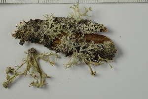  ( - O-L-194279)  @11 [ ] by-nc (2020) Ann Evankow University of Oslo, Natural History Museum