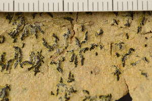 ( - O-L-194485)  @11 [ ] CreativeCommons - Attribution Non-Commercial (2019) Gunnhild Marthinsen University of Oslo, Natural History Museum