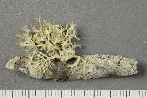 ( - O-L-194530)  @11 [ ] by-nc (2020) Ann Evankow University of Oslo, Natural History Museum