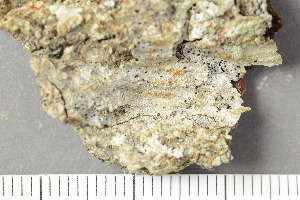  ( - O-L-194651)  @11 [ ] by-nc (2020) Einar Timdal Natural History Museum, University of Oslo, Norway