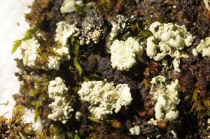  (Cladonia luteoalba - O-L-195657)  @11 [ ] CreativeCommons - Attribution Non-Commercial (2015) Einar Timdal Natural History Museum, University of Oslo, Norway