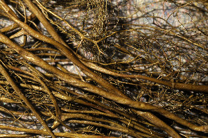  ( - O-L-195688)  @11 [ ] CreativeCommons - Attribution Non-Commercial (2015) Einar Timdal Natural History Museum, University of Oslo, Norway