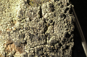  ( - O-L-195691)  @11 [ ] CreativeCommons - Attribution Non-Commercial (2015) Einar Timdal Natural History Museum, University of Oslo, Norway