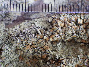  ( - O-L-195751)  @11 [ ] CreativeCommons - Attribution Non-Commercial (2014) Siri Rui Natural History Museum, University of Oslo, Norway