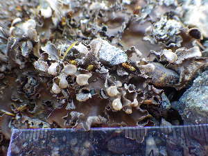  ( - O-L-195820)  @11 [ ] CreativeCommons - Attribution Non-Commercial (2014) Einar Timdal Natural History Museum, University of Oslo, Norway