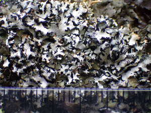  ( - O-L-195921)  @11 [ ] CreativeCommons - Attribution Non-Commercial (2014) Mika Bendiksby Natural History Museum, University of Oslo, Norway