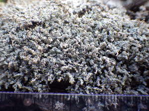  ( - O-L-195930)  @11 [ ] CreativeCommons - Attribution Non-Commercial (2014) Einar Timdal Natural History Museum, University of Oslo, Norway