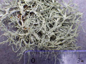  ( - O-L-196002)  @11 [ ] CreativeCommons - Attribution Non-Commercial (2014) Reidar Haugan Natural History Museum, University of Oslo, Norway