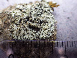  ( - O-L-196004)  @11 [ ] CreativeCommons - Attribution Non-Commercial (2014) Reidar Haugan Natural History Museum, University of Oslo, Norway