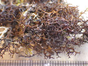  (Cetraria aculeata - O-L-196032)  @11 [ ] CreativeCommons - Attribution Non-Commercial (2017) Reidar Haugan University of Oslo, Natural History Museum