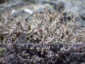  ( - O-L-196039)  @11 [ ] CreativeCommons - Attribution Non-Commercial (2017) Reidar Haugan University of Oslo, Natural History Museum