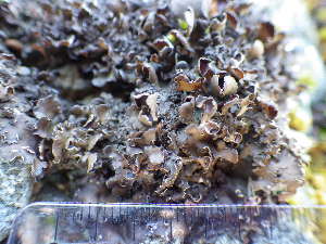  ( - O-L-196055)  @11 [ ] CreativeCommons - Attribution Non-Commercial (2017) Reidar Haugan University of Oslo, Natural History Museum