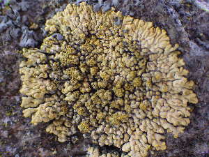  (Calogaya decipiens - O-L-196061)  @11 [ ] CreativeCommons - Attribution Non-Commercial (2014) Einar Timdal Natural History Museum, University of Oslo, Norway