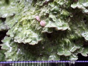  (Baeomycetaceae - O-L-196267)  @11 [ ] CreativeCommons - Attribution Non-Commercial (2015) Einar Timdal Natural History Museum, University of Oslo, Norway