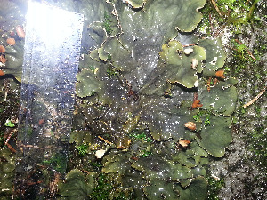  ( - O-L-196277)  @11 [ ] CreativeCommons - Attribution Non-Commercial (2015) Einar Timdal Natural History Museum, University of Oslo, Norway