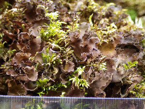  ( - O-L-196346)  @11 [ ] CreativeCommons - Attribution Non-Commercial (2015) Einar Timdal Natural History Museum, University of Oslo, Norway
