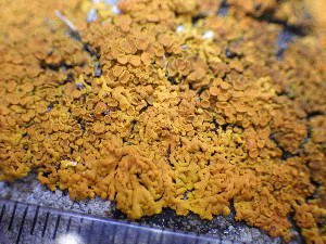  ( - O-L-196351)  @11 [ ] CreativeCommons - Attribution Non-Commercial (2015) Einar Timdal Natural History Museum, University of Oslo, Norway