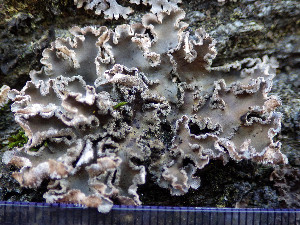  ( - O-L-196371)  @11 [ ] CreativeCommons - Attribution Non-Commercial (2015) Einar Timdal Natural History Museum, University of Oslo, Norway