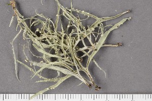  (Ramalina sp - O-L-196754)  @11 [ ] CreativeCommons - Attribution Non-Commercial Share-Alike (2017) Unspecified University of Oslo, Natural History Museum