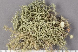  (Usnea sanguinea - O-L-196798)  @11 [ ] CreativeCommons - Attribution Non-Commercial Share-Alike (2017) Unspecified University of Oslo, Natural History Museum