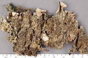  (Lobaria retigera - O-L-196799)  @11 [ ] CreativeCommons - Attribution Non-Commercial Share-Alike (2017) Unspecified University of Oslo, Natural History Museum