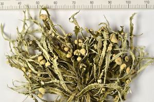  (Ramalina cuspidata - O-L-197829)  @11 [ ] CreativeCommons - Attribution Non-Commercial (2015) Trude Magnussen Natural History Museum, University of Oslo, Norway