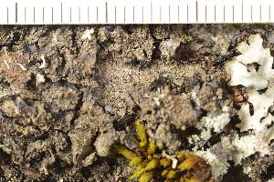  (Rinodina efflorescens - O-L-197992)  @11 [ ] CreativeCommons - Attribution Non-Commercial (2019) Gunnhild Marthinsen University of Oslo, Natural History Museum