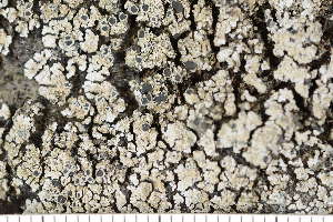  ( - O-L-198018)  @11 [ ] CreativeCommons - Attribution Non-Commercial (2017) Einar Timdal University of Oslo, Natural History Museum