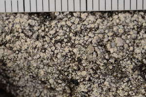  ( - O-L-198020)  @11 [ ] CreativeCommons - Attribution Non-Commercial (2017) Einar Timdal Natural History Museum, University of Oslo, Norway