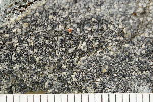  ( - O-L-198042)  @11 [ ] CreativeCommons - Attribution Non-Commercial (2017) Einar Timdal Natural History Museum, University of Oslo, Norway