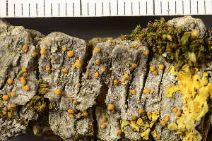  (Polycauliona phlogina - O-L-198284)  @11 [ ] CreativeCommons - Attribution Non-Commercial (2019) Gunnhild Marthinsen University of Oslo, Natural History Museum