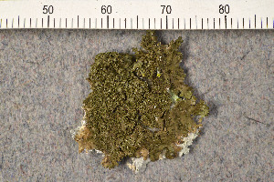  (Melanohalea laciniatula - O-L-198300)  @11 [ ] CreativeCommons - Attribution Non-Commercial (2016) Trude Magnussen University of Oslo, Natural History Museum