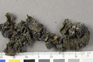  ( - O-L-198587)  @11 [ ] by-nc (2020) Einar Timdal Natural History Museum, University of Oslo, Norway