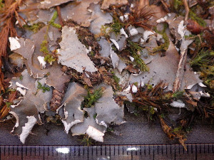  ( - O-L-198944)  @11 [ ] CreativeCommons - Attribution Non-Commercial (2016) Einar Timdal University of Oslo, Natural History Museum