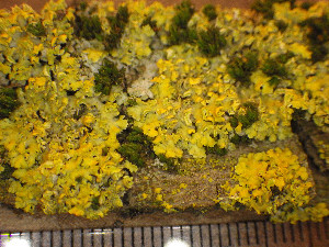 (Xanthoria fallax - O-L-198950)  @11 [ ] CreativeCommons - Attribution Non-Commercial (2016) Einar Timdal University of Oslo, Natural History Museum