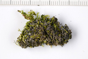  (Leptogium cochleatum - O-L-199489)  @11 [ ] CreativeCommons - Attribution Non-Commercial (2016) Kristine Dobbe University of Oslo, Natural History Museum