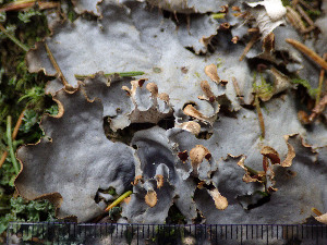  ( - O-L-199994)  @11 [ ] CreativeCommons - Attribution Non-Commercial (2015) Einar Timdal Natural History Museum, University of Oslo, Norway