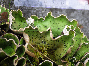  ( - O-L-200017)  @11 [ ] CreativeCommons - Attribution Non-Commercial (2015) Siri Rui Natural History Museum, University of Oslo, Norway