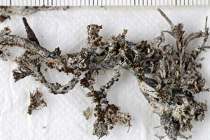  (Blastenia ammiospila - O-L-200088)  @11 [ ] CreativeCommons - Attribution Non-Commercial (2016) Kristine Dobbe University of Oslo, Natural History Museum
