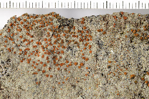  (Blastenia crenularia - O-L-200301)  @11 [ ] CreativeCommons - Attribution Non-Commercial (2016) Kristine Dobbe University of Oslo, Natural History Museum