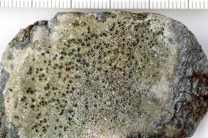  (Aspicilia aquatica - O-L-200367)  @11 [ ] CreativeCommons - Attribution Non-Commercial (2016) Kristine Dobbe University of Oslo, Natural History Museum