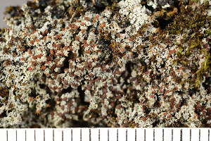  (Bryoplaca sinapisperma - O-L-200396)  @11 [ ] CreativeCommons - Attribution Non-Commercial (2017) Einar Timdal Natural History Museum, University of Oslo, Norway