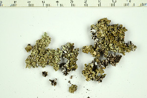  (Squamarina cartilaginea - O-L-200595)  @11 [ ] CreativeCommons - Attribution Non-Commercial (2016) Kristine Dobbe University of Oslo, Natural History Museum