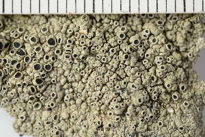  (Lecanora gangaleoides - O-L-200606)  @11 [ ] CreativeCommons - Attribution Non-Commercial (2017) Einar Timdal Natural History Museum, University of Oslo, Norway